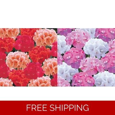 Geranium Palladium x 6 Plug Plants